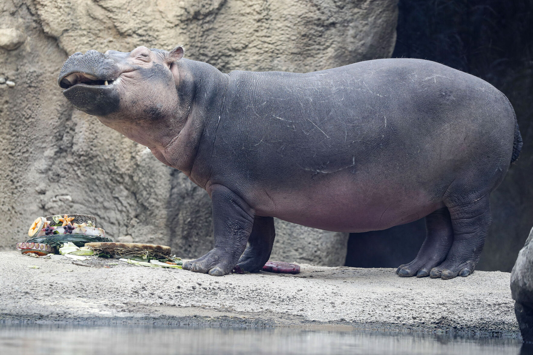 Hippo